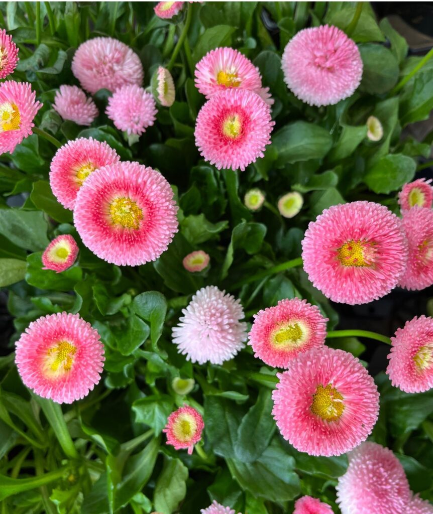 BLOMSTER OG PLANTER