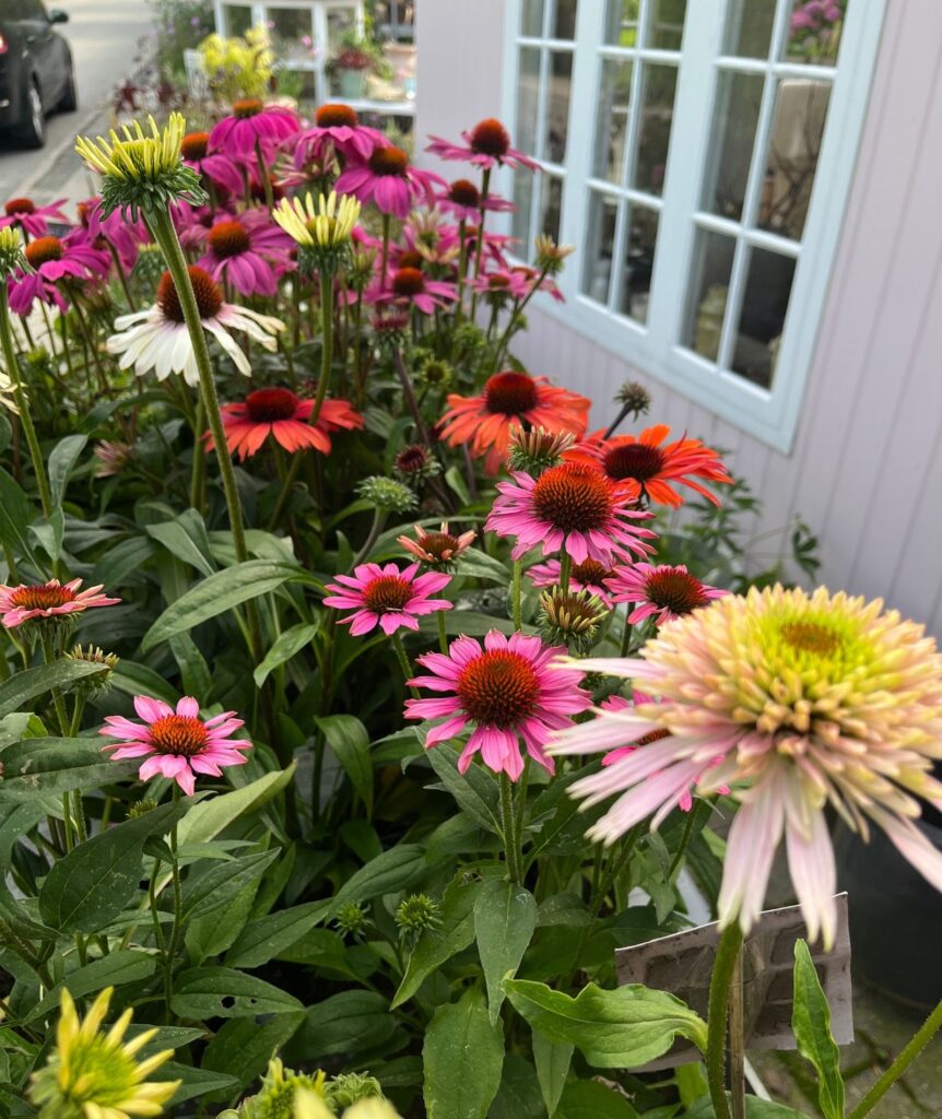 BLOMSTER OG PLANTER