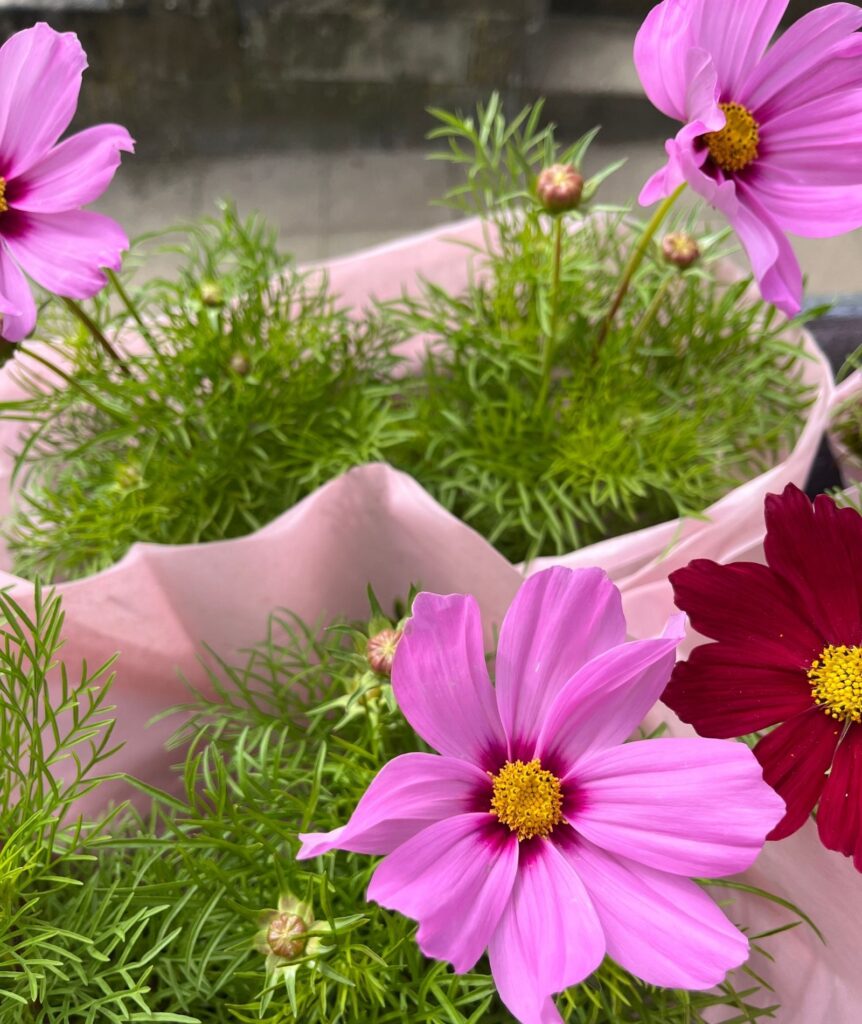 BLOMSTER OG PLANTER